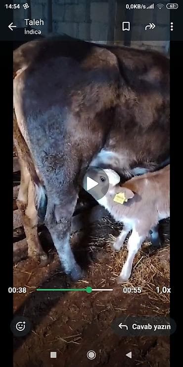 pulsuz pişik balalari 2020: Agluqulaq cinsindən olan ineyimiz satışa çıxıb birinci qarına süni — 3