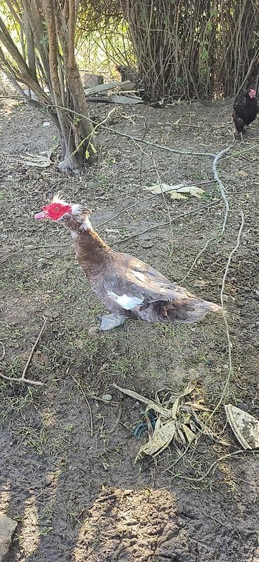 Kənd təsərrüfatı quşları: Musk ördəyi (hind ördəyi) – təsərrüfat üçün - Cins: Muscovy (hind — 1