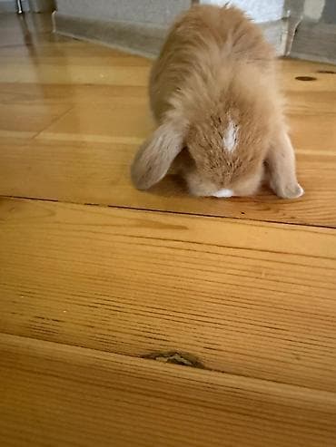 Digər heyvanlar: Mini Lop 23 Gunluk du Qefesi Yemey qabisi su qabisi 1 aylig yemeyi — 2