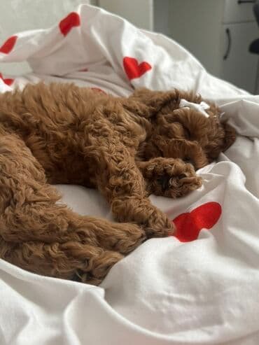 doberman itləri: Pudel, 3 ay, Dişi, Pulsuz çatdırılma, Ödənişli çatdırılma — 3