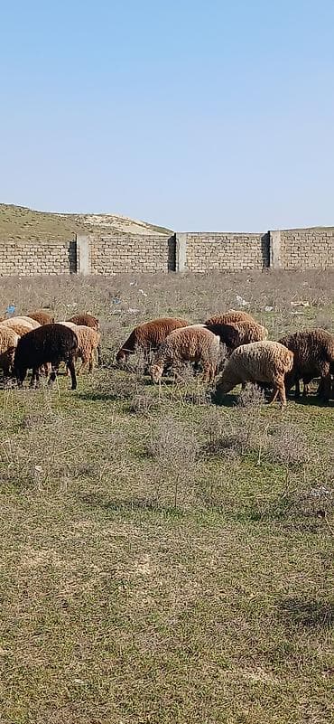 Gəmiricilər: Mal-qara: Qoyun sürüsü Təsvir: - Şəkillərdə müxtəlif rəngli (qonur — 4