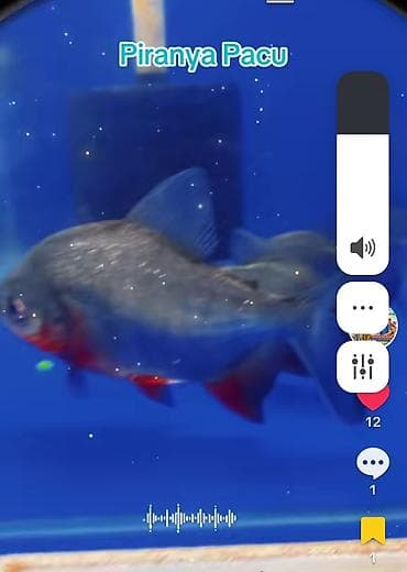 Piranya balığı, Yırtıcı