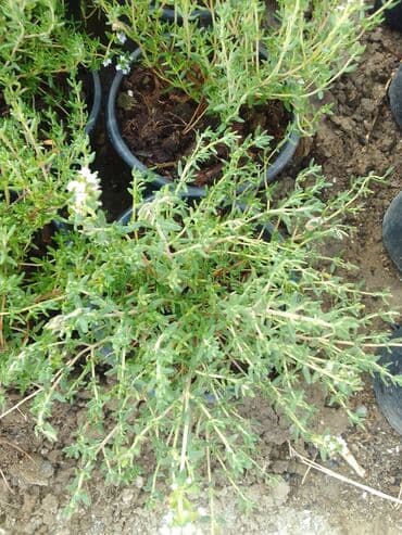 helba bitkisi faydaları: Həmişə yaşıl — 14