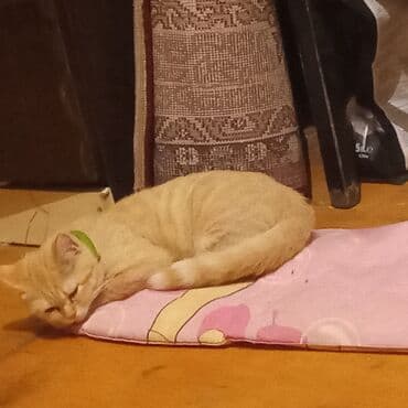 pişik sudu: Yaxşı əllərə — 3