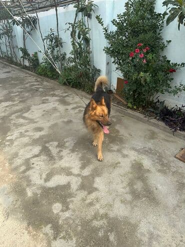 itlee: Erkek it satılır adı Aşirdi.marağlanmaq istəyən yazsın. Qiymeti 300 — 6