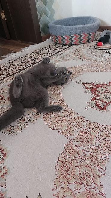 şinşila pişik: Şotland yastı qulaq, Dişi — 2