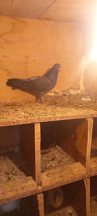 ucuz goyərcinlər: Qaralar satilir hamisi həyətdən çixma balalardi real aliciya endirim — 2