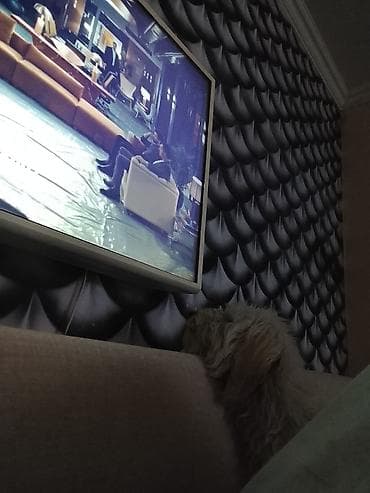 itlerin satisi 2017: Pudel ağ tüklü 5 aylıq ev itidir peyvendleri vurulub kağızıda var — 4