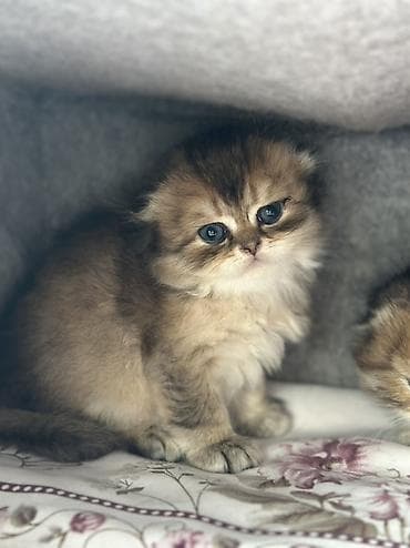 мальтипу мини цена: Шиншилла, Самка, В добрые руки, Самовывоз, Бесплатная доставка, Платная доставка — 10