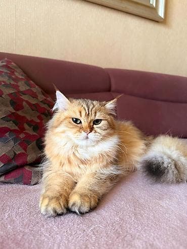 Akvariumlar: Britan — 5