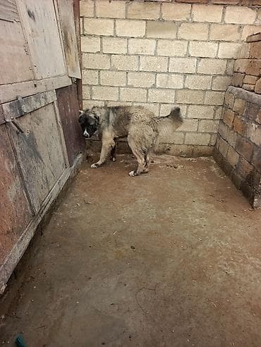 toy pudel satisi: 1 il, Erkek, Peyvəndli, Ödənişli çatdırılma — 10