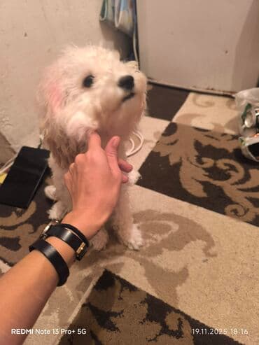 sperma faizini artiran derman: 6 aylig pudel disi peyvend olunub qurd dermani verilib tualet — 1