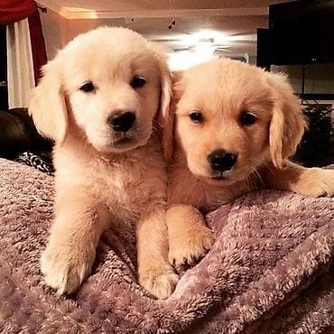 dişi atlar: Labrador-retriver, 2 ay, Dişi — 5