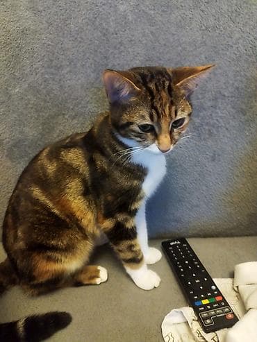 dişi quzu: Benqal, Dişi — 5