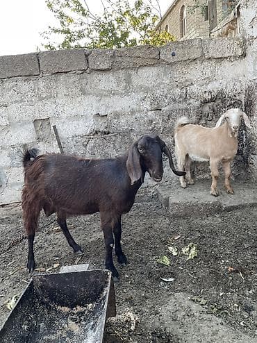 boer keçisi: Dişi, Hələb, il: 1, Südlük — 1