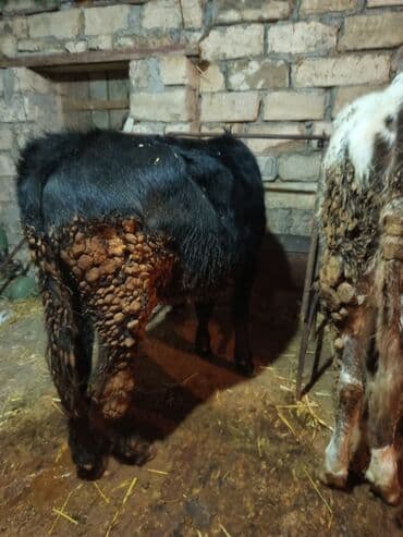 Qazlar: Erkey danalardır bordaga yarayır 3də ərkəydi qiymətdə cüzi endirim — 7