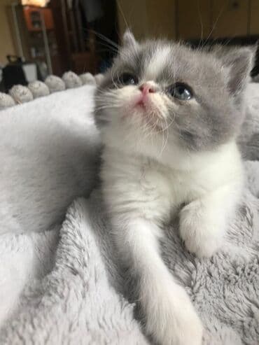 şotlan pişik: Şotland yastı qulaq, Erkək, Dişi, Yaxşı əllərə, Ünvandan götürmə, Pulsuz çatdırılma, Ödənişli çatdırılma — 108