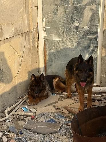 Alman çoban iti, 8 ay, Dişi, Ünvandan götürmə