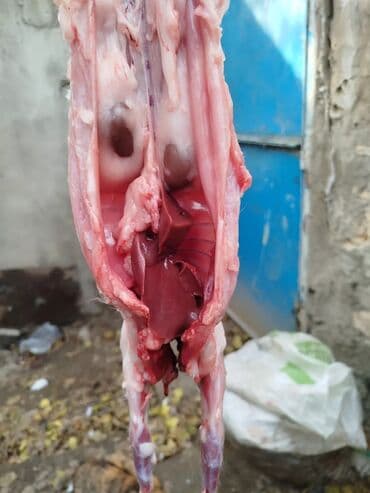 baliq topdan satis: Dovşan eti halal kesilmiş halal ceki 1 ededi gelir 1k.800q. 1k.500q — 48