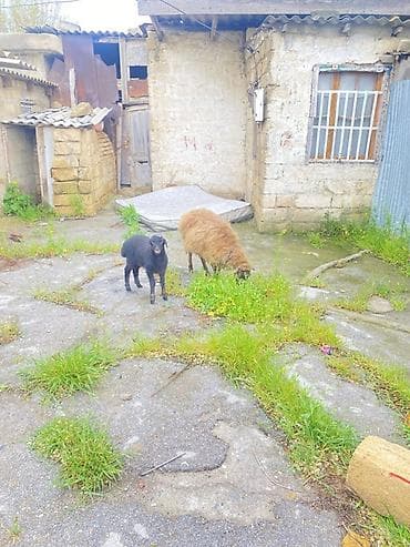 tatarlar qoyunu: Ana bala qoyun satlır Tecli Sağlam südlü heyvandı balası böyük — 2