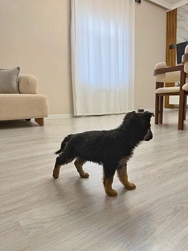 serrap dermani ne ucundur: Alman çoban iti, Peyvəndli — 8