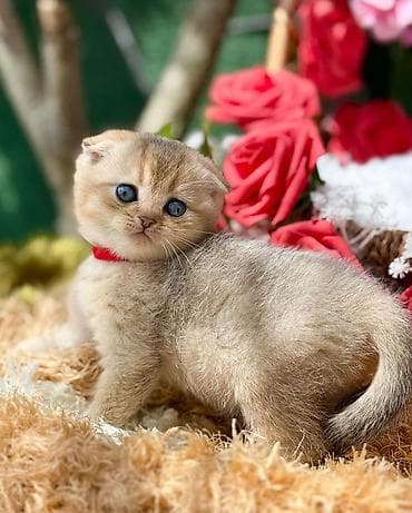 вислоухий шотландец котенок: Шотландская — 2