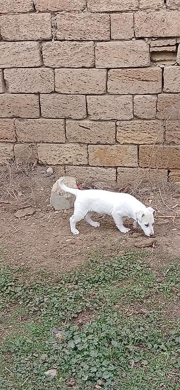 bala itler: 3 ay, Dişi, Peyvəndli — 2