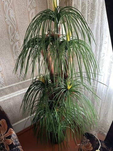 сколько стоит пальма в горшке: Dekorativ qapıağacı – uzun, xurmayı xatırladan nazik yarpaqlı süni — 1