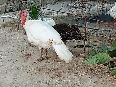 it ucuz: Dişi, Ətlik — 1
