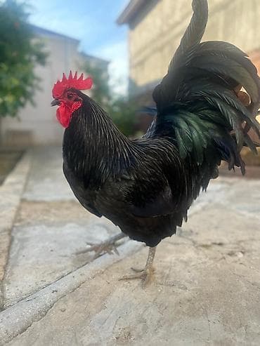 qaz quş: Toyuq, Australorp, Damazlıq, Ünvandan götürmə — 4