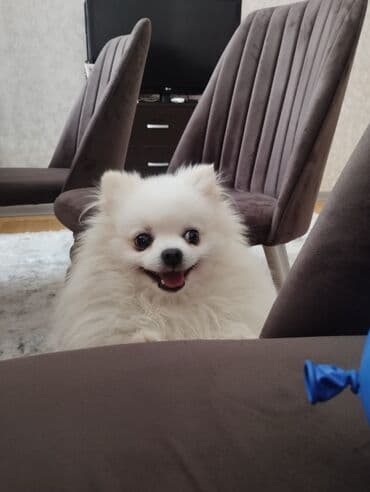 bala haski: Şpitz, 3 il, Erkek, Cütləşmə üçün, Ünvandan götürmə — 3