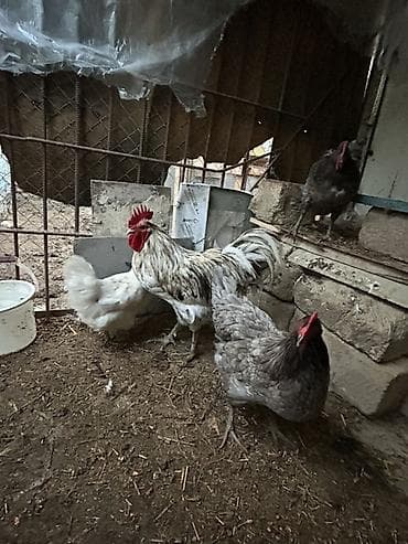 sveji toyuq: Toyuq, Australorp, Damazlıq — 2