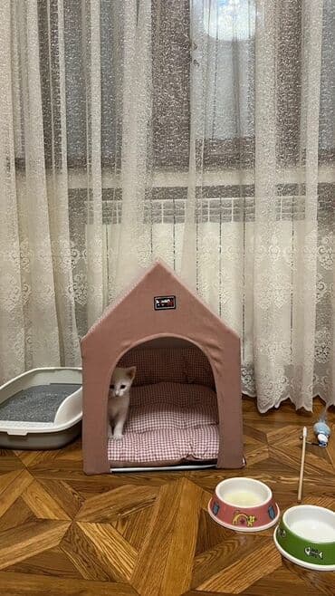 в добрые руки котята: Самка, В добрые руки, Самовывоз — 5