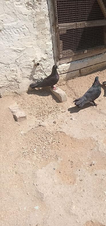 ev heyvanı satışı: Salam tutulma bir cut qara satilir — 1