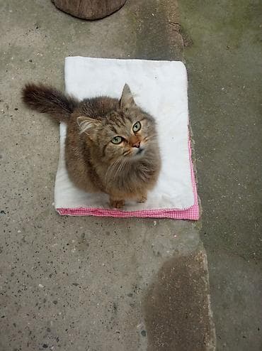 Dişi, Yaxşı əllərə