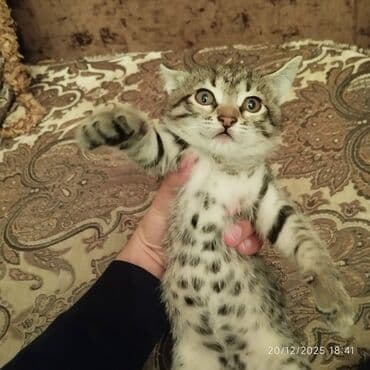 купить котенка бесплатно: В добрые руки — 5