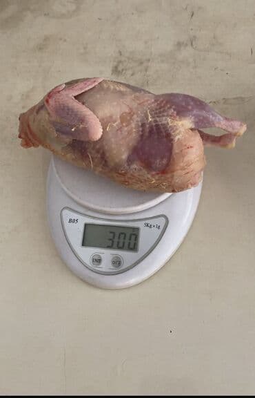 Akvariumlar: Texas sortu bildirçin, təzə və dadlı qiymətlər çəkidən asılıdır — 2