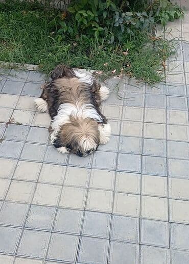 той пудель баку: Ши-тцу — 1