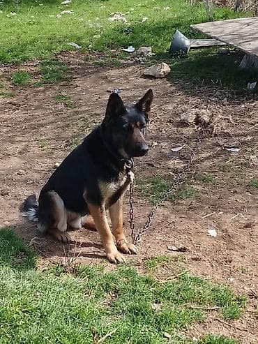 ucuz keci: Alman çoban iti — 1