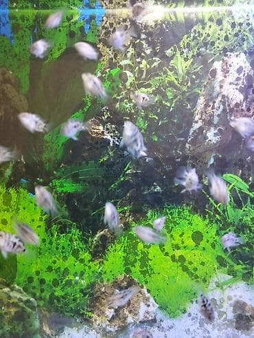 farel balıq: Dördbucaq akvarium, Balıqlarla birlikdə, 35 l — 3