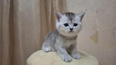 qus satisi: Britan — 2