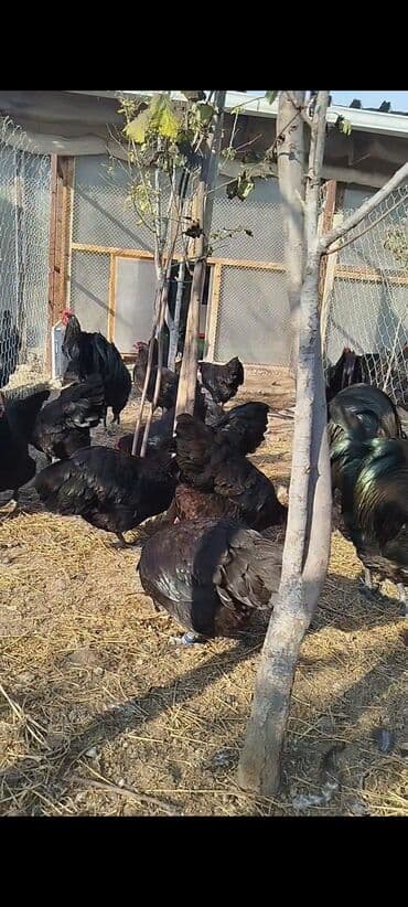 cuce dami: Alman cinsi australorp cücə və yumurta sifarişi qəbul olunur. bütün — 9