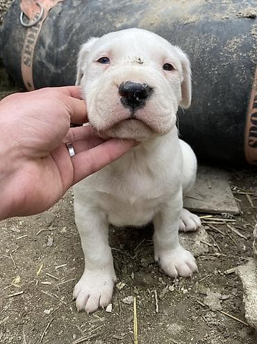 pulsuz it verirem: Doq, 1 ay, Erkek, Peyvəndli, Ünvandan götürmə, Ödənişli çatdırılma — 2