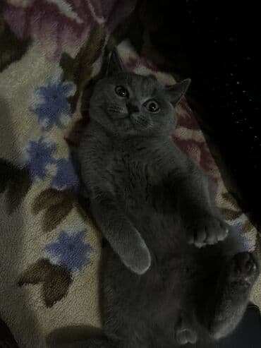 pişik sahibləndirilir: Şotland, Erkək, Yaxşı əllərə, Ödənişli çatdırılma — 1