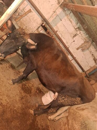 Птицы: Qisir iney 190 200 kilo eti var baki malidi — 4