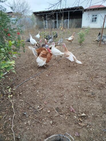 ucuz bala pişiklər: Erkək, Damazlıq — 5