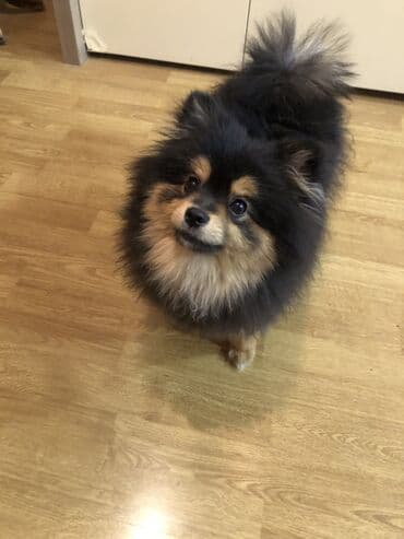 Gəmiricilər: Şpitz, Erkek — 5