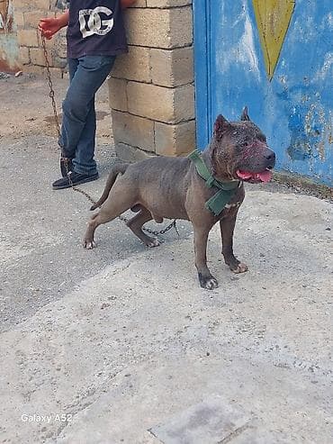 pişik satışı bakı: Pitbul, Erkək, Peyvəndli — 5