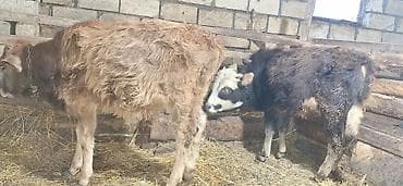 cins buzov: Salamaleykum.2 dənə sağlam erkəy danalar satılır.Qiymət — 2