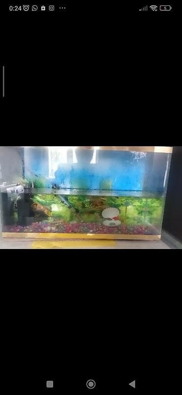akvarium balaca: Akvaryum komplekti - Şüşə akvaryum, təxminən orta ölçü (düzbucaqlı — 1